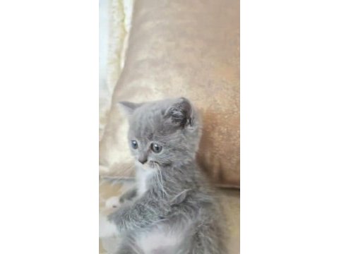 Karışım ırk kedimiz