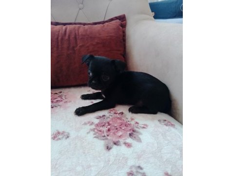Chihuahua acil yuva aranıyor