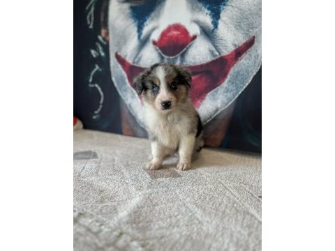 Border collie yavrular
