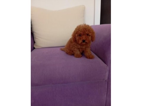 Toy ve mini boy poodle yavrularımız renk renk