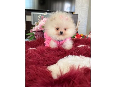 Mini boy pomeranian küçük prenses