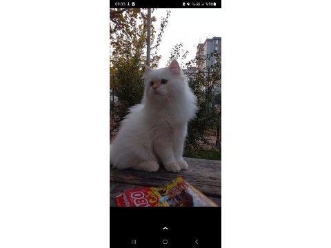 Oğlumuza dişi kedimizi arıyoruz ilgilenenler yazsın