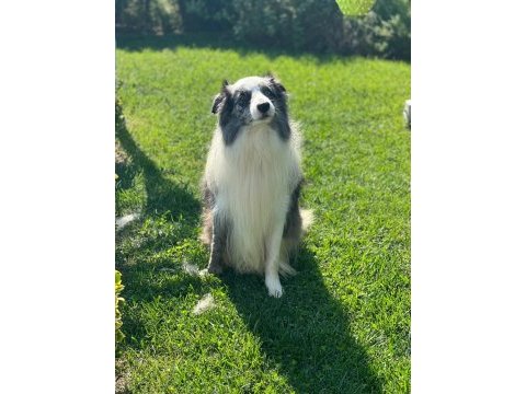 A kalite super güzellikte border collie yavrular