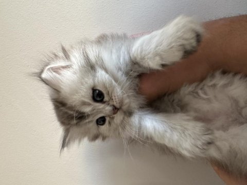 Show kalite british longhair nadir bulunan tüy