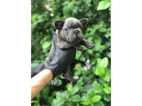 Irkının en iyisi blue french bulldog bebekler