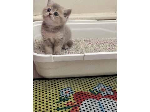 A kalite özel gold yavru british shorthair