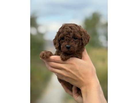 A kalite sağlık garantili poodle yavrularımız