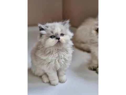 2 aylık erkek british longhair ragdoll