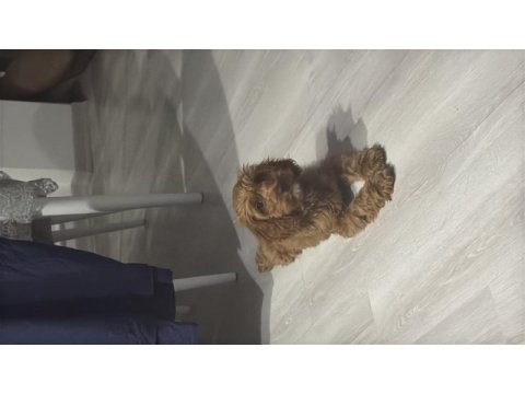 Toy poodle 3.5 aylık dişi
