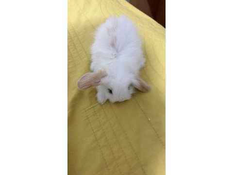 Yavru lop tavşanı 1 aylıklar