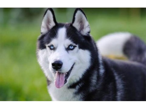 Show kalite husky (sibirya kurdu) yavrular