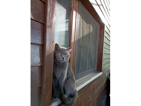 Ücretsiz sahiplendirilecek british shorthair