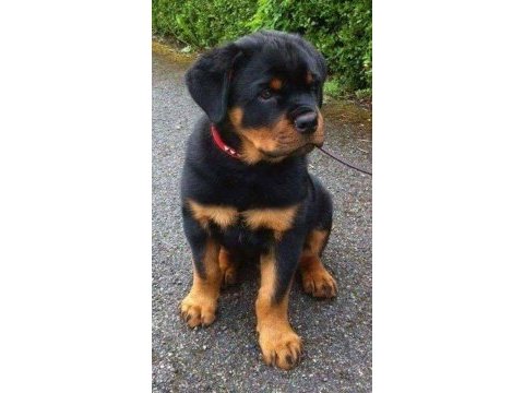 Rottweiler köpekleri