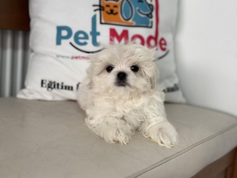 Ankaranın en güzel kore kan maltese yavruları