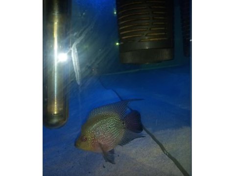 Flowerhorn
