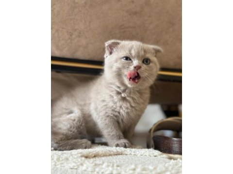 Scottish fold cülide kızıma yuva arıyorum