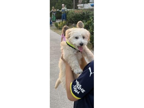 Maltipoo yavru