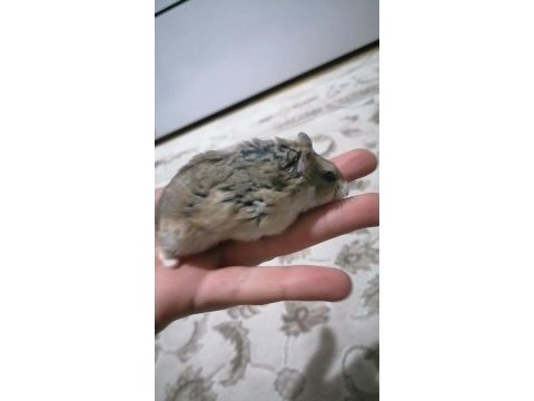 Ailenizin sevimli hamster tontonu