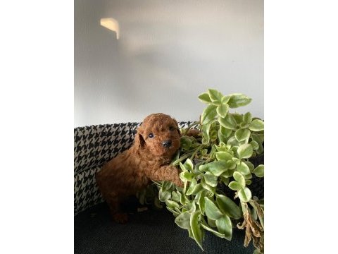 Mocha tadında poodle yavrularım