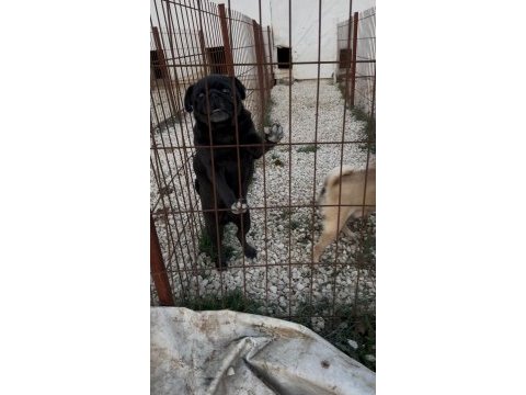 Pug yetişkin 3 adet dişi köpeğim