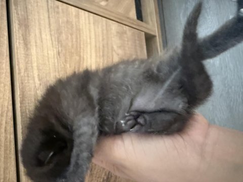 British shorthair yavrular