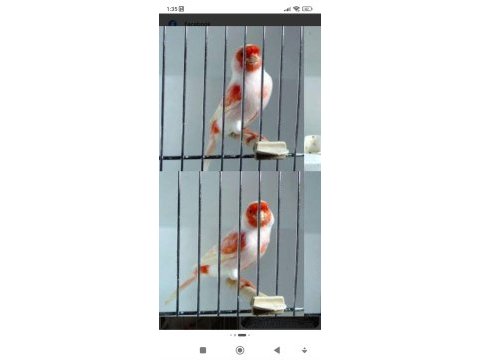 Enfes almozaik kanaryalar tip iki