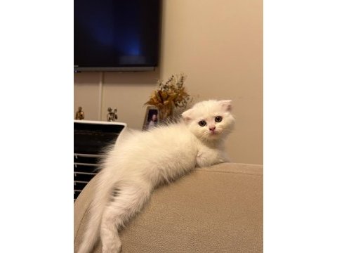 2 adet scottish fold ankara