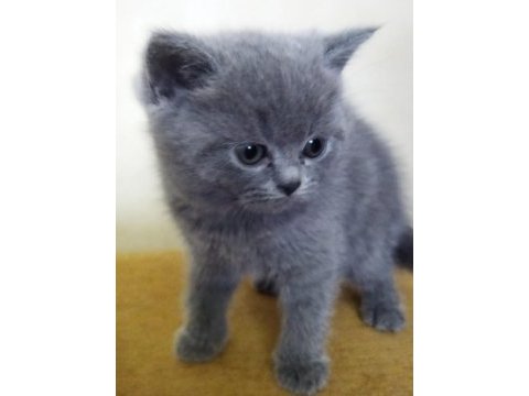 British shorthair yavru kedi