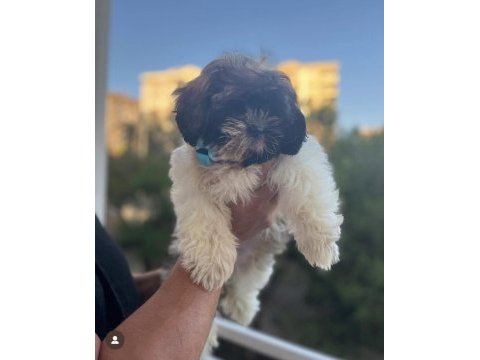 Shih-tzu bebeklerimiz yeni evlerini arıyor (2 adet erkek)