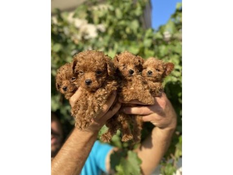 Kore toy poodle bebek köpeklerim