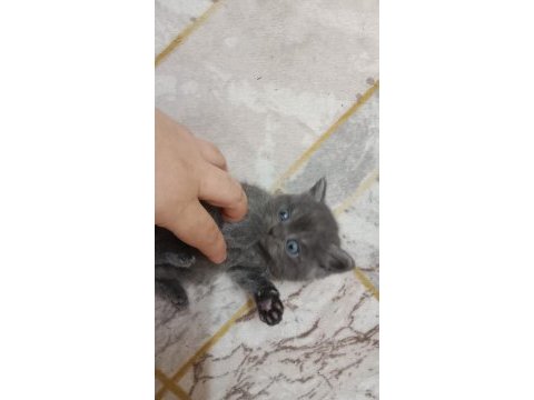 Mama karşılığında kediler
