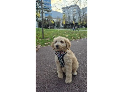 Poodle evladımız