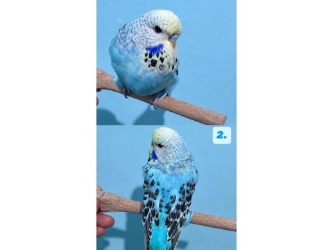 Yeni yeme düşmüş jumbo muhabbet kuşu yavrular