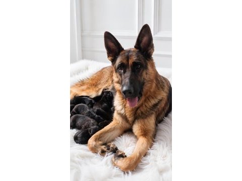 Safkan şecereli aman çoban köpeği