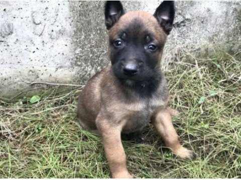Ruhsatlı köpek çifliğinden b kurdu yavrular a scrli