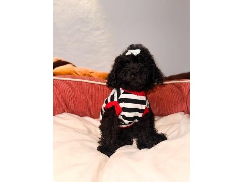 Siyah toy poodle yavrularım