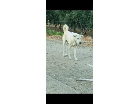 Çiftlik ortamında büyüyen yavru köpekler