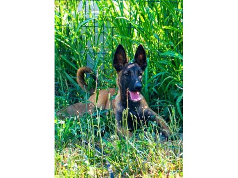Belçika malinois efsane yavrular