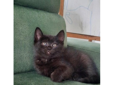British shorthair bebekler