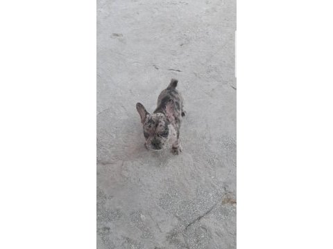 2 aylık merle french bulldog