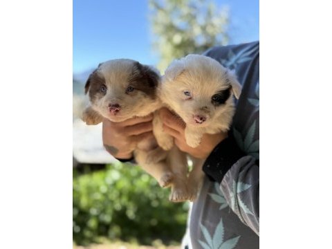 Üreticiden rengarenk border collie bebekler