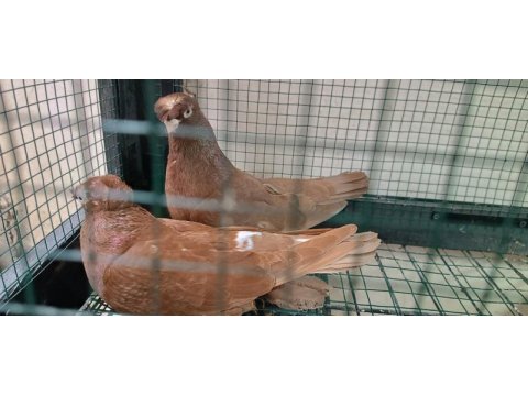 Özbek taklacı güvercini