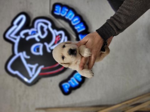 Safkan ırk garantili golden retriever yavrular