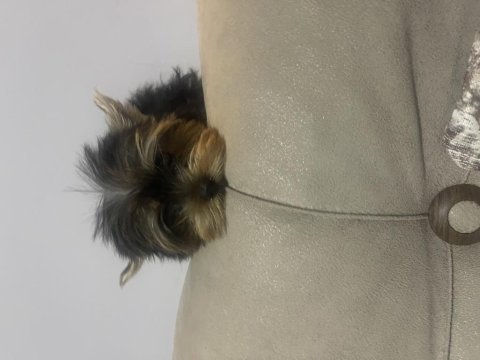 Yorkshire terrier mini mini minikler