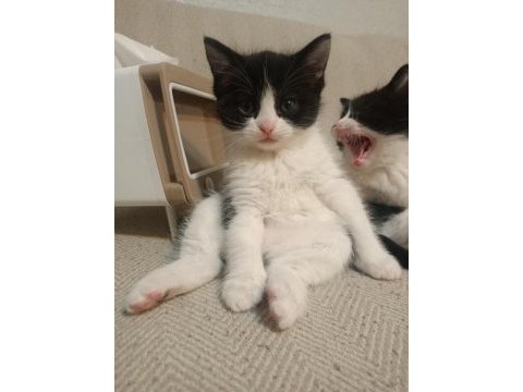 Anne british shorthair yavrulari