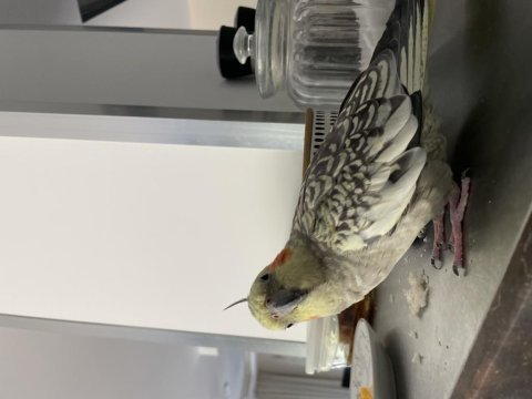 Evcil 9 aylık sultan papağanı kafesiyle birlikte