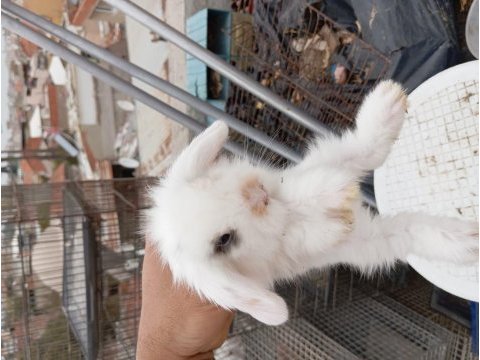 Hollanda teddy lop tavşanı yavrusu