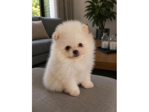 Orijinal pomeranian boo