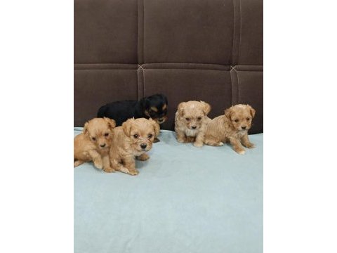 Türkiyenin en minik maltipoo bebekleri