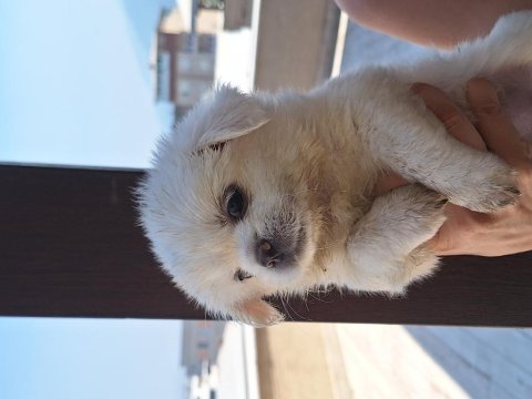 Maltese terrier 50 günlük